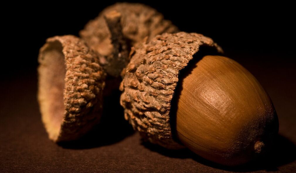 Amulet of good luck-acorn